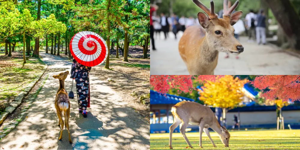 The deer in Nara are friendly and can be interacted with.