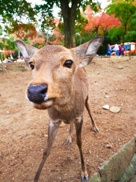 Places to encounter deer in Nara with Encounter Rate