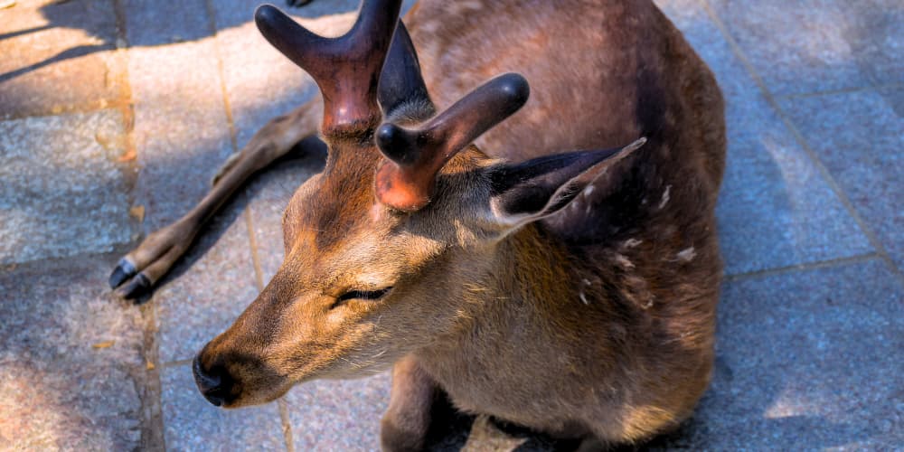 The deer relaxing within the shrine grounds are considered divine messengers.