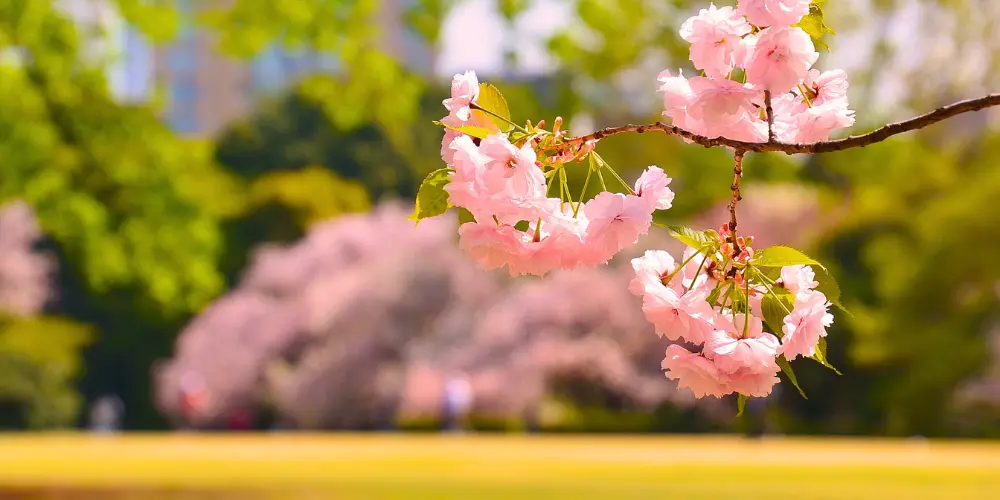 You can enjoy the changing seasons of nature while living in the city