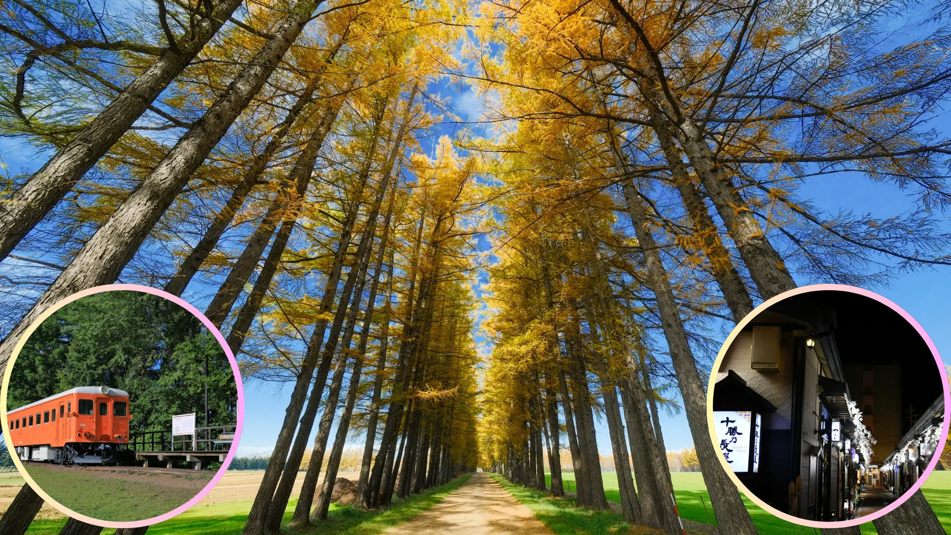 Larch Tree Avenue in Obihiro